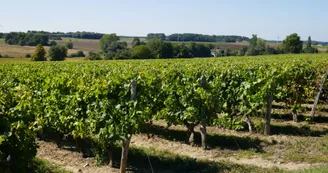 Vignes