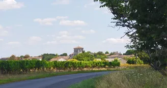 Eglise dans le vignoble - Sigogne