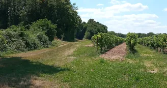 Vignoble des Fins Bois à Sigogne