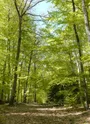 Forêt des Colettes