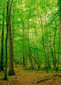 Sous-bois Vitray