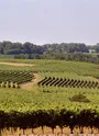 Paysage de vignes autour de Biron