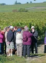 Randonneurs dans le Vignoble du Cognac sur la commune de Réaux-sur-Trèfle