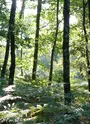 Paysage de la forêt de la Double Saintongeaise