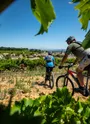 Vignobles vers Saint Martin d'Ardèche