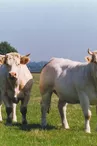 Charolais