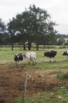 Vaches au pré