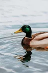 Canard