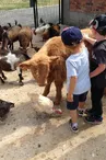 Contact avec les animaux