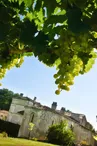 Vue de l'abbaye de Fontdouce depuis le vignoble