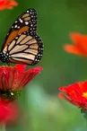 fleur-papillon