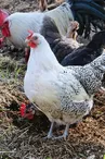 Vente directe de poulets fermiers et légumes bio