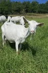 La Chèvre Blanche