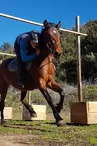 Horse riding - Ferme équestre Le Foussac