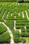 Labyrinthe végétal