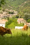 Jaujac - Vaches à Rochemure-2 ©S.BUGNON