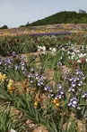 Iris en Vivarais