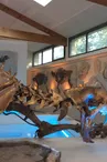 Muséum de l'Ardèche : fossiles et dinosaures