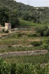 Domaine Guillaume Gilles