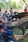 La Petite Ferme d'Alpagas Sanzay