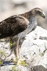 Sentier de découverte des oiseaux du Grand Site Sainte-Victoire avec un livret pédagogique