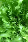 Les légumes de Legaud_1
