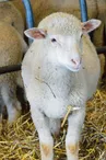 agneau-la-ferme-des-feuillardiers-les-cars