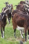 Chèvres poitevines_1
