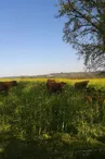 vaches en prairie_1