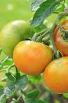 La Tomate écarlate - Solenne Bonneau_1