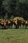 Vaches Limousines
