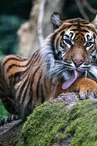 Tigre de Sumatra_3