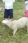 Les sabots de laine à St Hilaire Bonneval_3