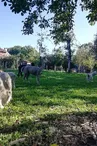 alpagas et chèvres angora_1