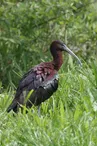 ibis-falcinelle-1024x683-1.jpg